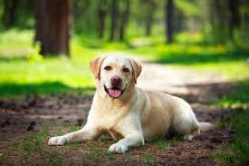 Dog Behavior & Training  Dogs communicate through body language, barking, and tail wagging.  Proper training, including basic commands like sit, stay, and recall, is essential for a well-behaved dog. 03332874135